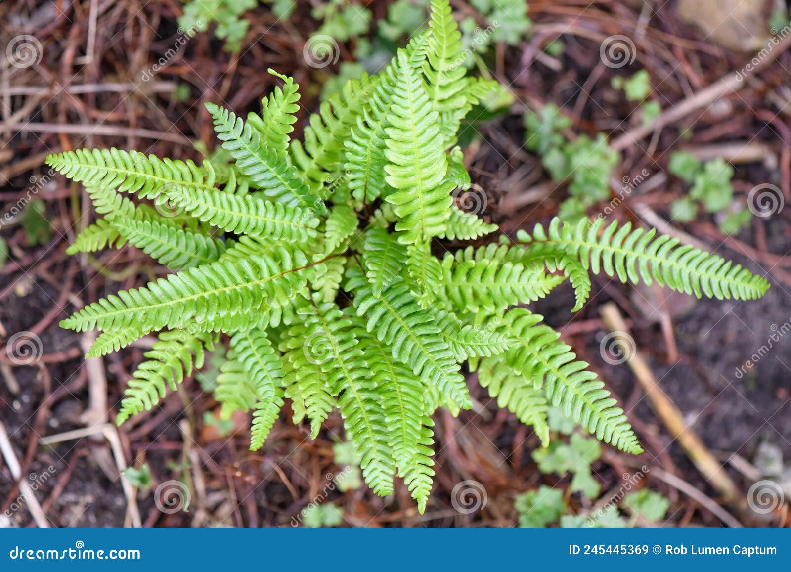 deer fern struthiopteris spicant, young plant from above